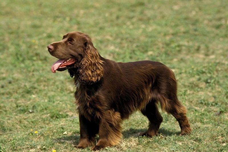 Yet another of the at-risk spaniels, the Field Spaniel was bred to be a show dog and had 69 registrations last year - good news, since it was the highest figure since 2016.