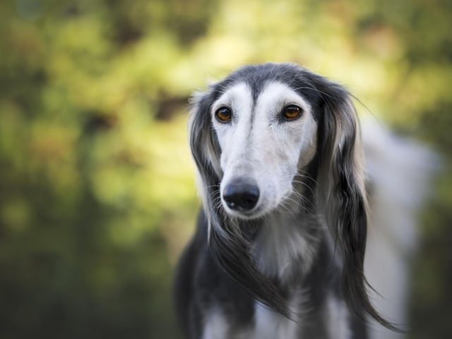 The first winner of Best in Show at Crufts, in 1928, was a Greyhound called Primley Sceptre. Greyhounds have won the award two more times since, most recently in 1956.