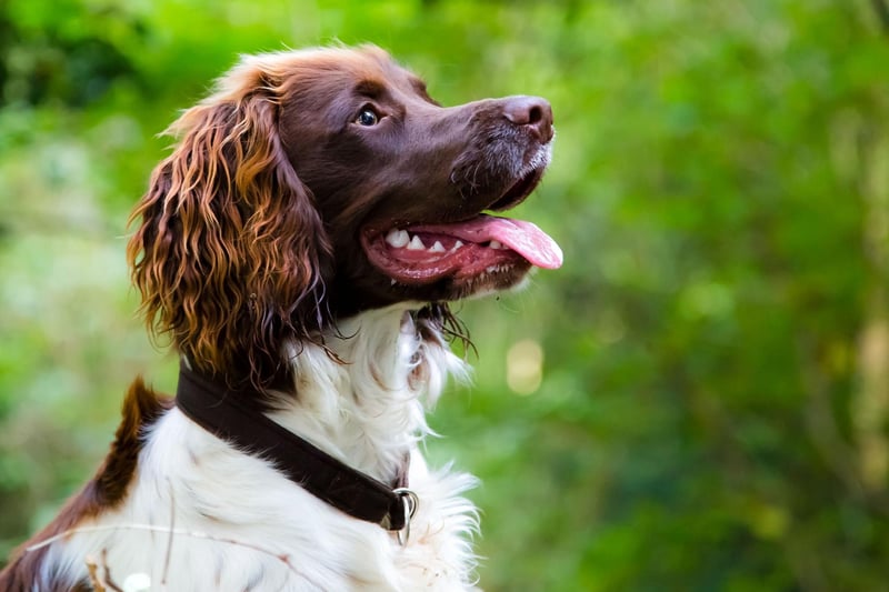 English Springer Spaniels get their name from their original job of flushing out game towards hunters' nets. Nowadays, they're still known for working in the fields and as sniffer dogs but are affectionate, sociable and excitable companions as pets. Springers have exceptional stamina and need a moderate amount of exercise or they will become bored and mischievous.