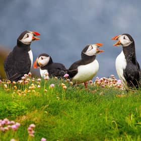 A new survey has revealed 48 per cent of people in Scotland are unsure where to spot different animals.
