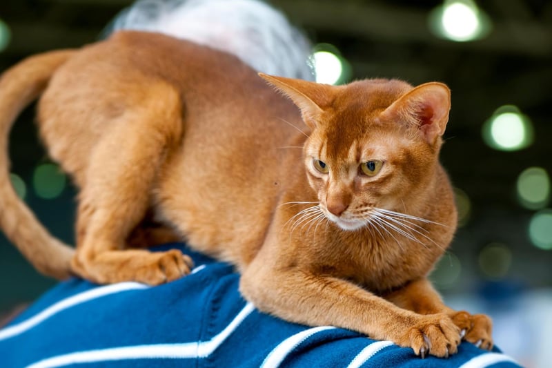 Known as "the dog of the cat world", the Abyssinian cat breed is as affectionate as they come. They are fiercely loyal and love to survey their surroundings to ensure those they love are protected at all costs.