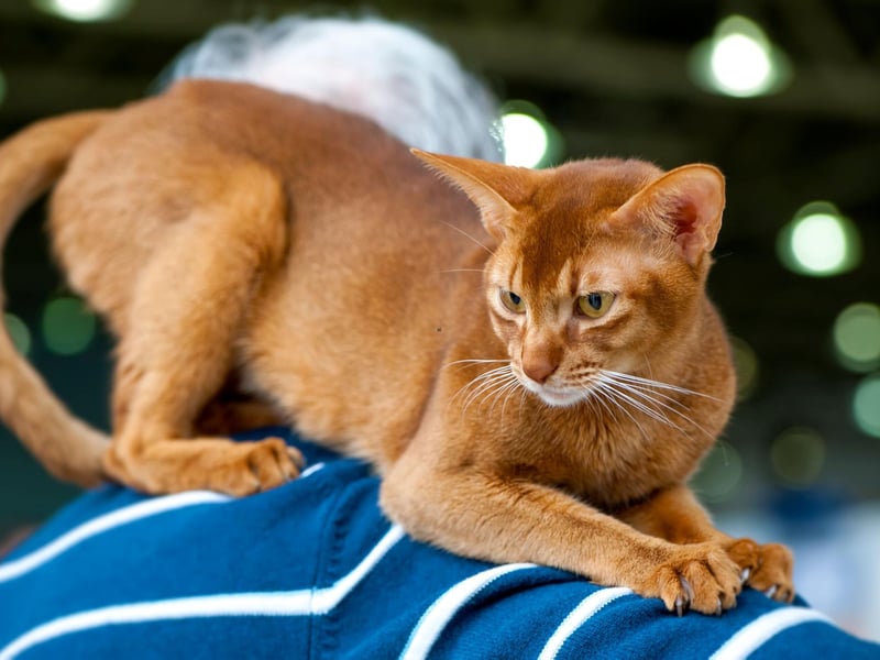 Known as "the dog of the cat world", the Abyssinian cat breed is as affectionate as they come. They are fiercely loyal and love to survey their surroundings to ensure those they love are protected at all costs.