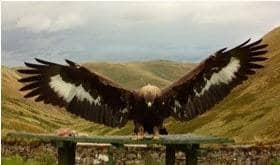 ​Police believe that Merrick the Golden Eagle may have come to harm.