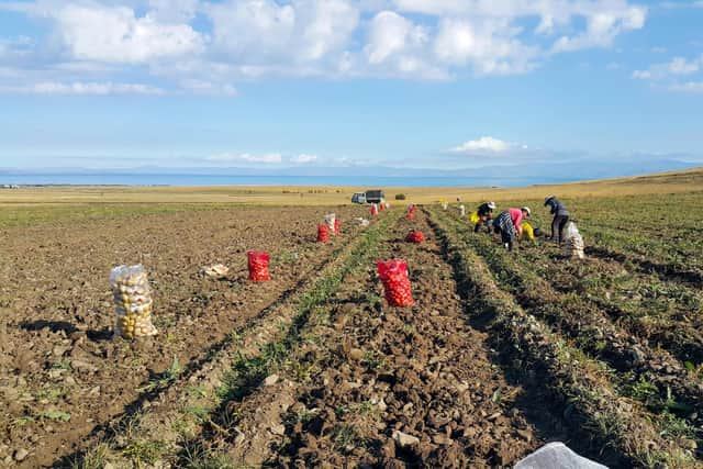 Farm workers harvest potatoes.