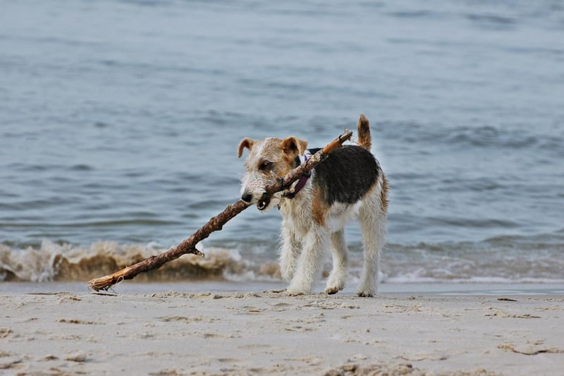 The Terrier Group is by far the most successful group at Westminster, with 45 wins out of 103 occasions - led by the Fox Wire Terrier with an impressive 15 triumphs.