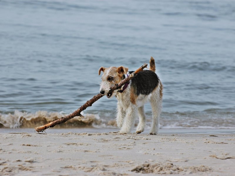 The Terrier Group is by far the most successful group at Westminster, with 45 wins out of 103 occasions - led by the Fox Wire Terrier with an impressive 15 triumphs.
