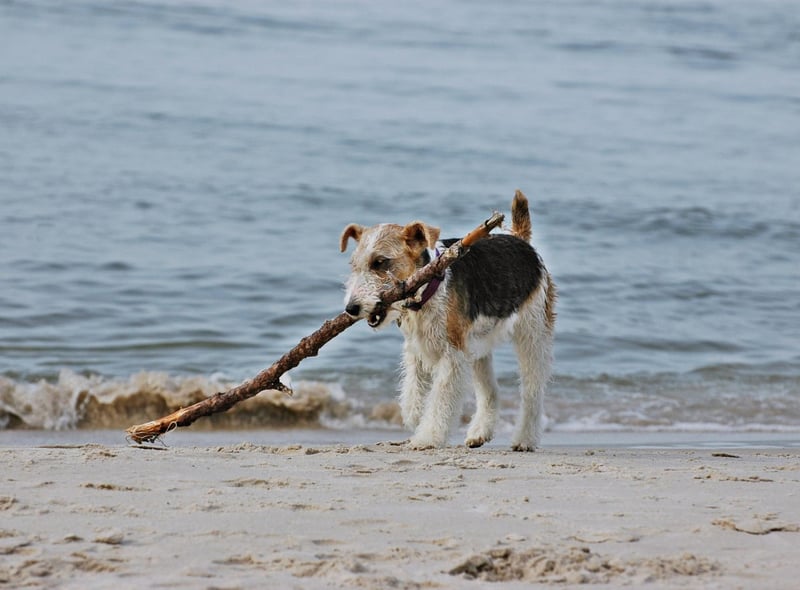 The Terrier Group is by far the most successful group at Westminster, with 45 wins out of 103 occasions - led by the Fox Wire Terrier with an impressive 15 triumphs.