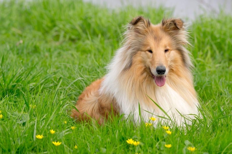 Collies have been bred to herd livestock so naturally get on well with other animals. Famous for loving children, this affection can often extend to cats.