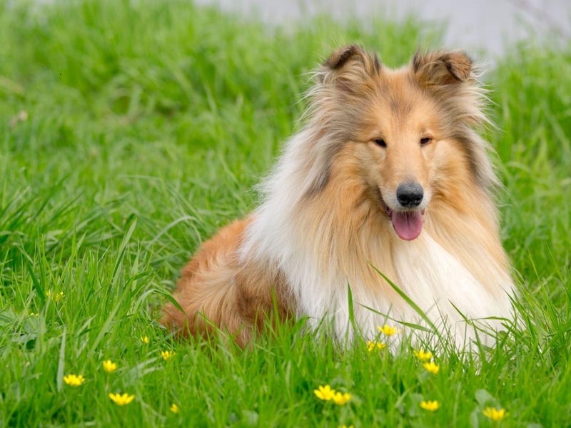 Collies have been bred to herd livestock so naturally get on well with other animals. Famous for loving children, this affection can often extend to cats.