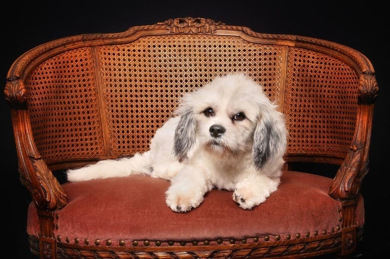 Named after Cuba's capital city, the Havanese are born to live in the city. They only need moderate exercise and are otherwise happy to just explore your home. They're also not big barkers, but shouldn't be left alone for more than 3-4 hours.