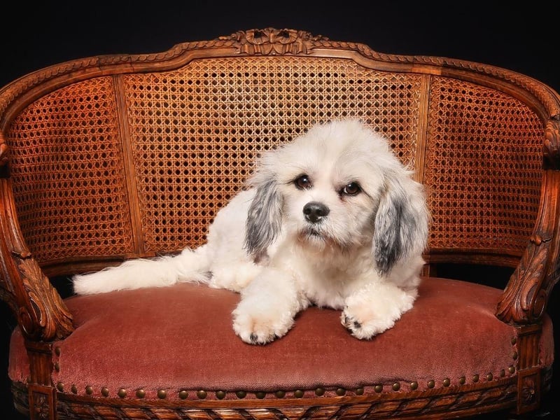 Named after Cuba's capital city, the Havanese are born to live in the city. They only need moderate exercise and are otherwise happy to just explore your home. They're also not big barkers, but shouldn't be left alone for more than 3-4 hours.