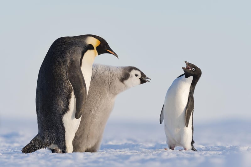 Troublemaker by Stefan Christmann, Germany, of an Adelie penguin approaches an emperor penguin and its chick during feeding time in Antarctica's Atka Bay, which has been shortlisted for the Wildlife Photographer of the Year People's Choice Award.