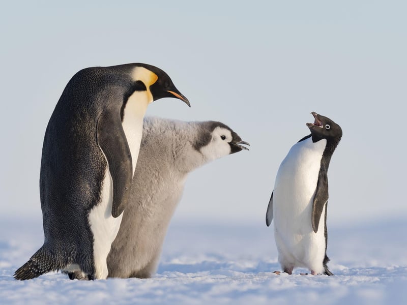 Troublemaker by Stefan Christmann, Germany, of an Adelie penguin approaches an emperor penguin and its chick during feeding time in Antarctica's Atka Bay, which has been shortlisted for the Wildlife Photographer of the Year People's Choice Award.