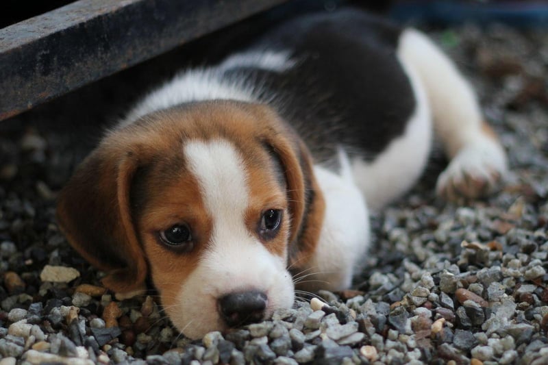 Bred to hunt in packs, the beautiful Beagle is in many ways the classic tricolour dog breed. These mischievous pup has a coat of white, brown and black.