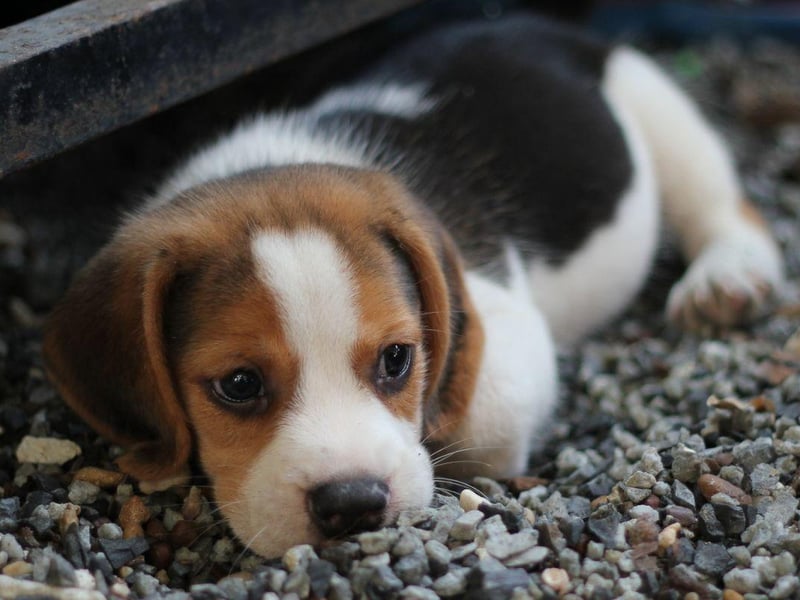 Bred to hunt in packs, the beautiful Beagle is in many ways the classic tricolour dog breed. These mischievous pup has a coat of white, brown and black.