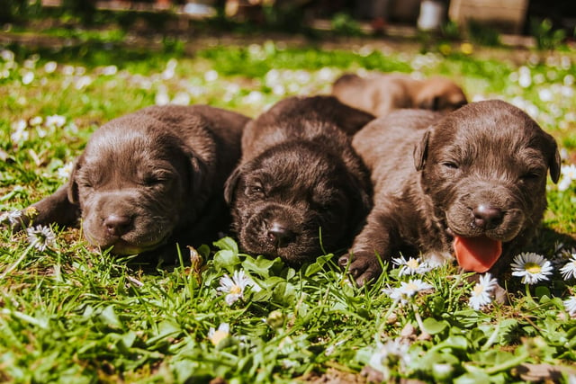 Lola is Scotland's top female puppy name of 2021. While it's a lovely sounding Spanish name, short for Dolores, it has a less cheery background - meaning 'sorrows'. Lola is also the name of a popular Club Petz toy.