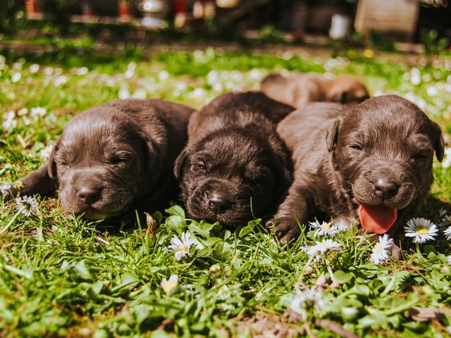 Lola is Scotland's top female puppy name of 2021. While it's a lovely sounding Spanish name, short for Dolores, it has a less cheery background - meaning 'sorrows'. Lola is also the name of a popular Club Petz toy.