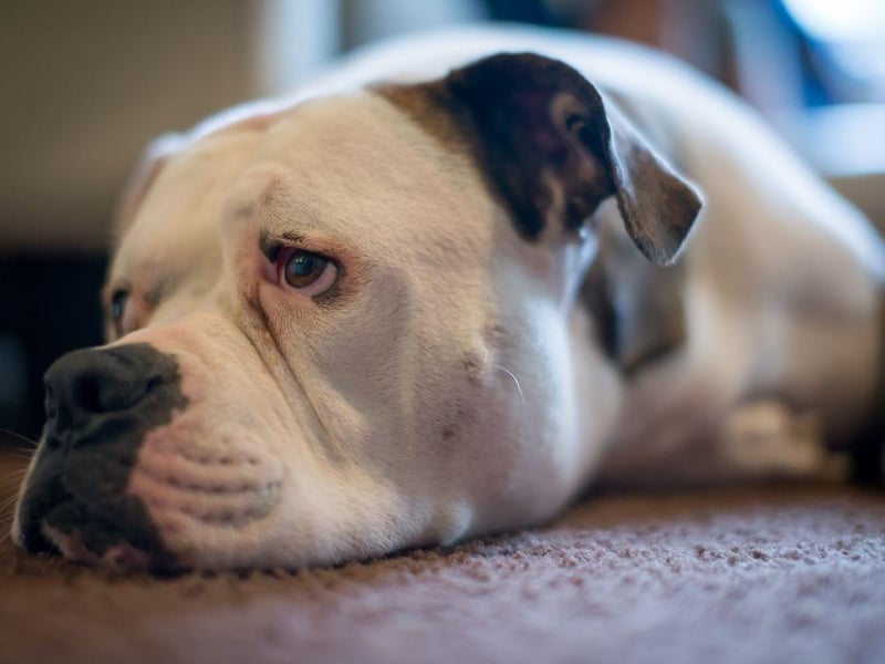 Completing the top five most stolen dogs is the gorgeous American Bulldog. It's a very expensive breed - averaging a cost of £2,294.27.