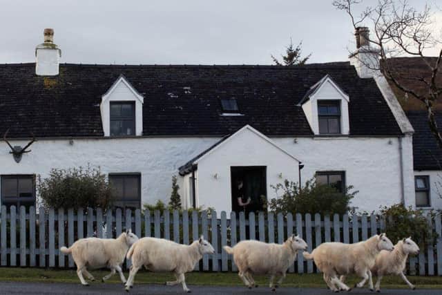 Sheep run past the Three Chimneys restraunt. Picture: Jeff J Mitchell/Getty Images