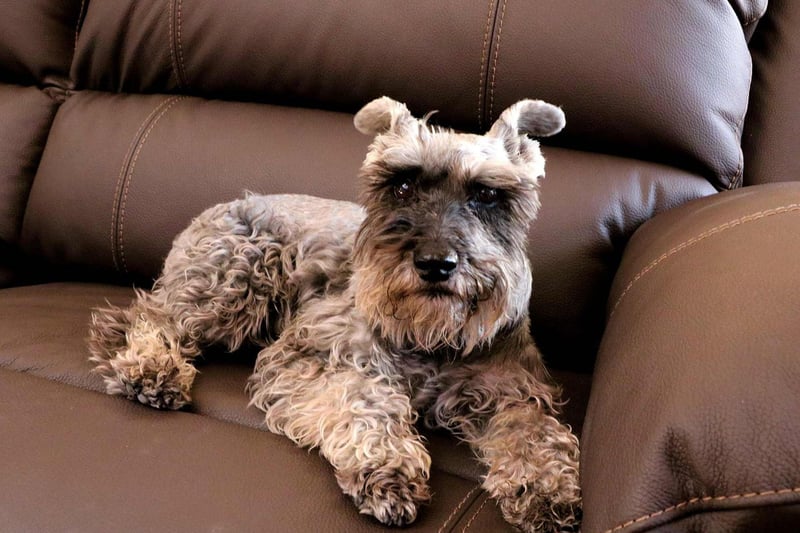 Schnauzers come in three sizes - giant, standard and miniature. It's the diminutive Miniature Schnauzer that has the most hypoallergenic coat out of the three.