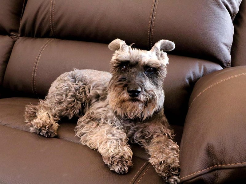 Schnauzers come in three sizes - giant, standard and miniature. It's the diminutive Miniature Schnauzer that has the most hypoallergenic coat out of the three.