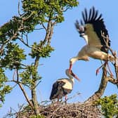 A pair of storks, similar looking to Stanley who has been reported missing from his home in Cumbernauld.