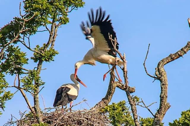 A pair of storks, similar looking to Stanley who has been reported missing from his home in Cumbernauld.
