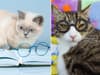 Here are 10 of the world's most clever breeds of cute cat 