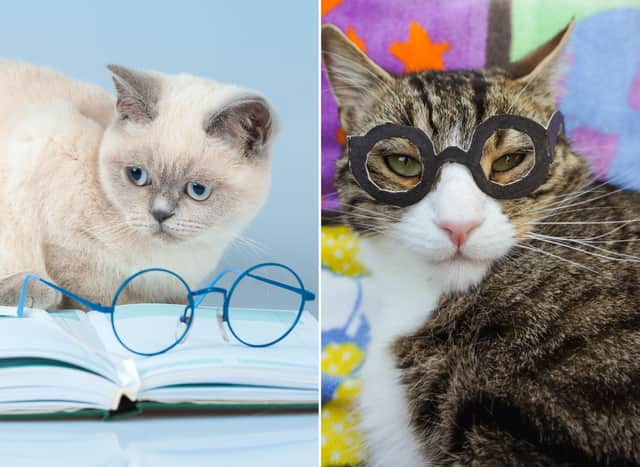 Clever cat breeds: 10 of the most intelligent breeds of brainy cat 🐱 | The  Scotsman