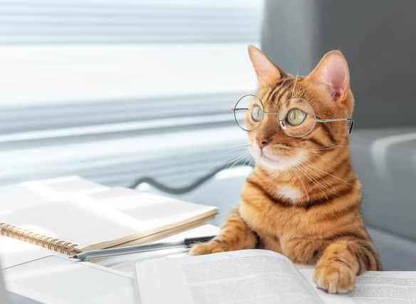 Here are the cleverest cat breeds on the planet. Credit: Getty Images/Canva Pro
