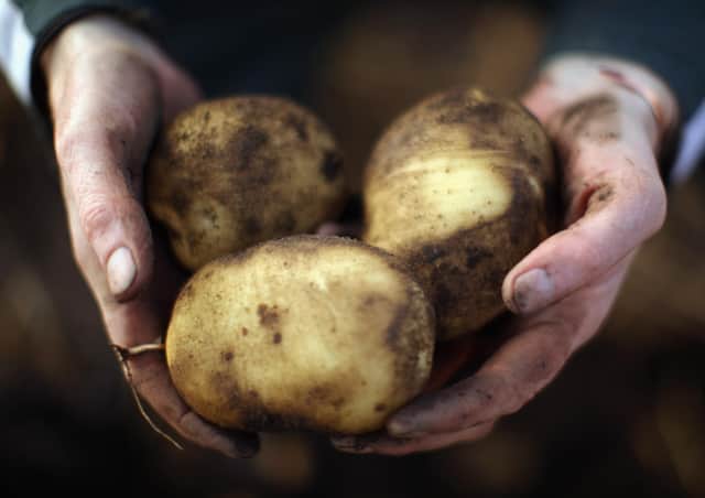 Almost a quarter of the entire British potato crop still remains unmoved