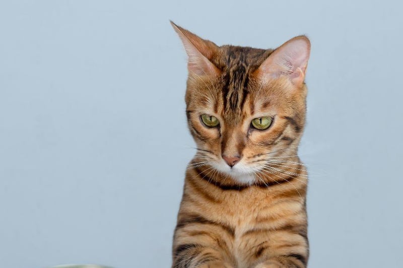 If you're feeding a Bengal cat, they may very well try and sneak into the bag of food as you lay down their bowl with your back turned. Bengal cats just adore food so don't leave any lying about for them to overfeed on.