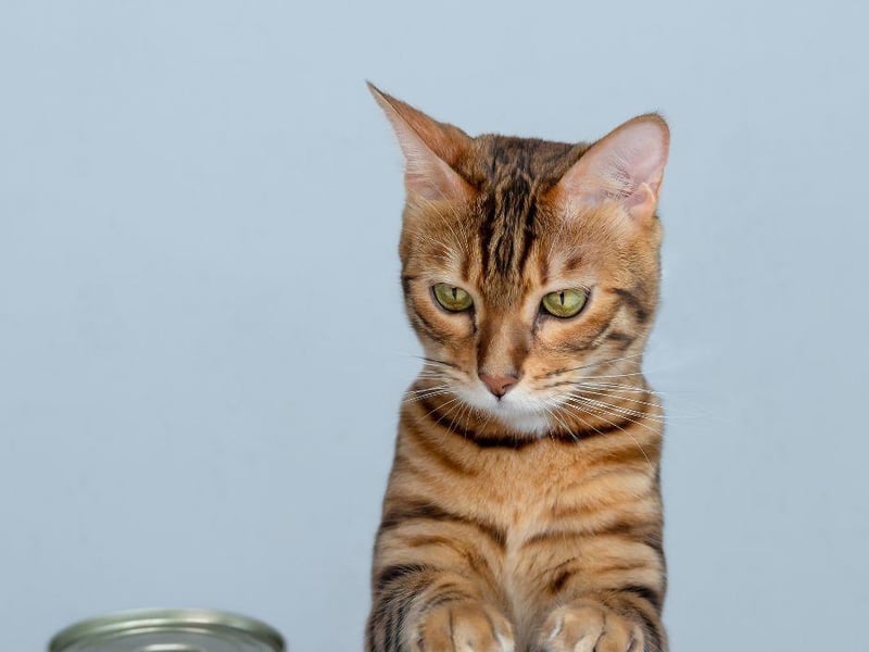If you're feeding a Bengal cat, they may very well try and sneak into the bag of food as you lay down their bowl with your back turned. Bengal cats just adore food so don't leave any lying about for them to overfeed on.