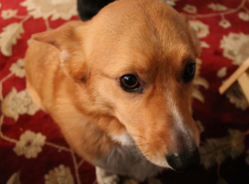 A steely, unwavering stare is the tactic used by the always-hungry Pembroke Welsh Corgi to try and liberate your food from your fork.