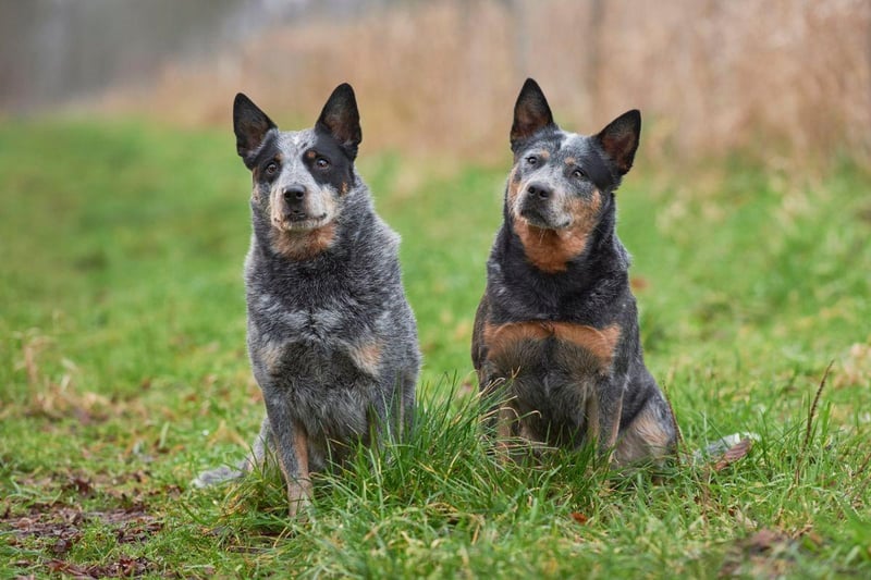 Unlike the previous pup, the Australian Cattle Dog is genuinely from Down Under, where it is still used to herd and guard animals on vast Outback ranches. Their coats feature a mix of black, brown and grey fur.