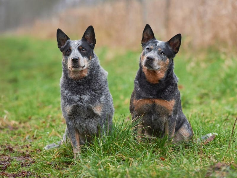 Unlike the previous pup, the Australian Cattle Dog is genuinely from Down Under, where it is still used to herd and guard animals on vast Outback ranches. Their coats feature a mix of black, brown and grey fur.