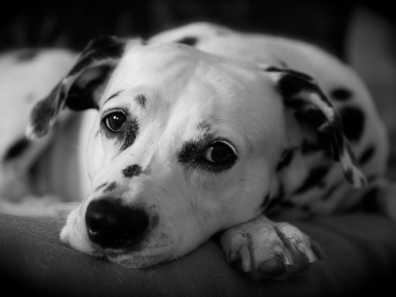 Another energetic dog, if the spotty Dalmation doesn't get all three of its essentials - space, company and stimulation - they will take it out on your furniture and anything else they can get their paws on.