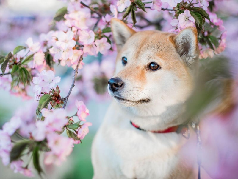 The Shiba Inu is one of the quietest breeds of dog so can be a great choice for a flat or apartment. Leave them alone though and they will be quietly destructive, while they also quite like to run away from their owners for their own entertainment.