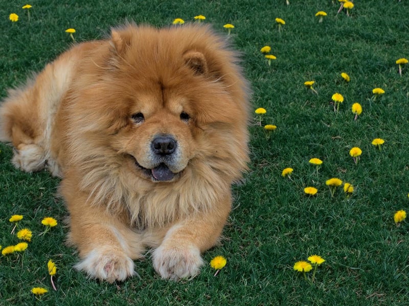 The huge Chow Chow is another dog that should only be considered by experience dog owners. It is a breed that has a dominant personality which can turn to aggression to assert that dominance.