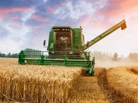 Wheat harvesting