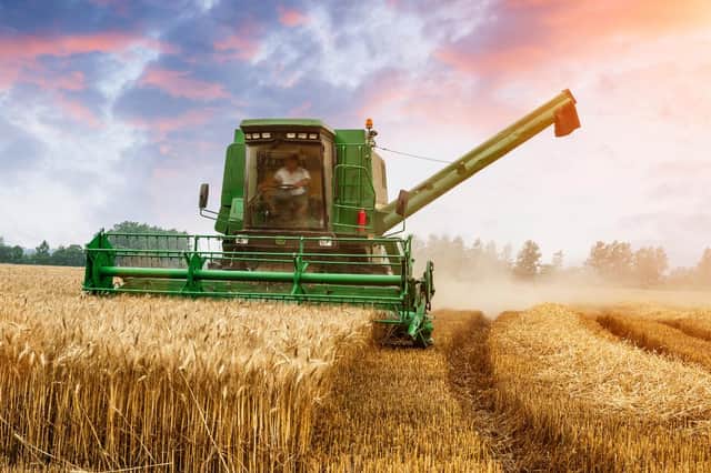 Wheat harvesting