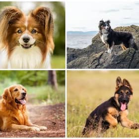 Dogs