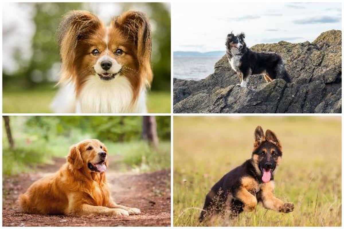 Smartest dog breeds: the 24 most intelligent dogs from Rottweiler to Border Collie and German Shepherd - is yours on the list? | The Scotsman Smartest dog breeds: the 24 most intelligent dogs from Rottweiler to Border Collie and German Shepherd - is yours on the list? | The Scotsman