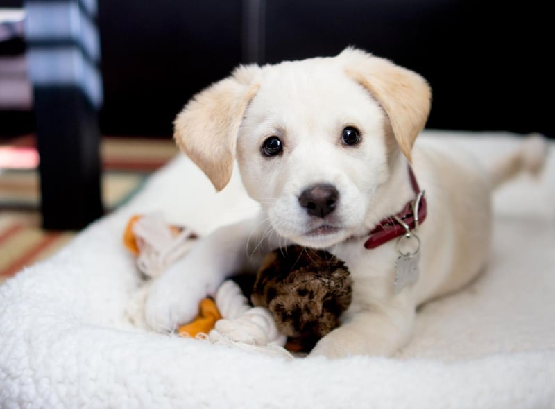 Max is the most popular name for a male puppy on the planet. Short for Maximilian, it simply means 'greatest'.
