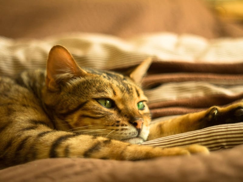 Exotic in appearance, the Savannah breed of cat are very muscular cats which allow them to jump approximately 8 feet in the air. These cats require plenty playtime and stimulation, and can weigh up to 25lbs - making them one of the largest cat breeds on the planet.