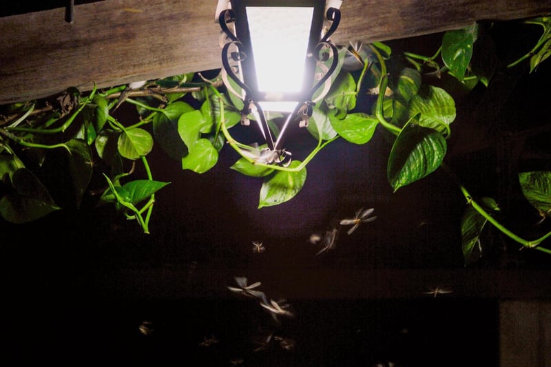 In short, sources of light attract newly adult fruit flies. If you have lights activated over your doors and windows then these portals of entry to your home are likely to be used by these pests. If you have a light that is programmed to be active around these areas then adjust the settings or move it elsewhere.