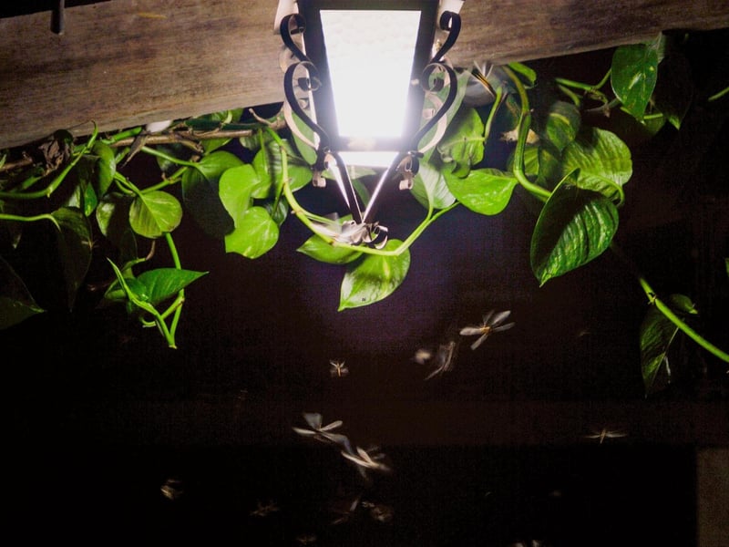 In short, sources of light attract newly adult fruit flies. If you have lights activated over your doors and windows then these portals of entry to your home are likely to be used by these pests. If you have a light that is programmed to be active around these areas then adjust the settings or move it elsewhere.