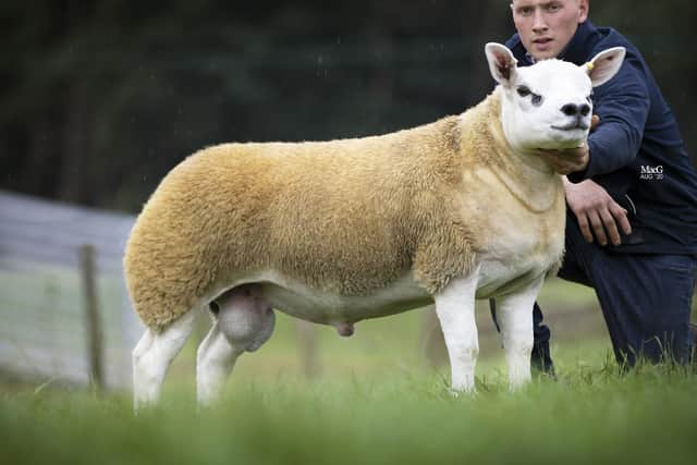 Double Diamond, said to be the most expensive sheep in the world, who sold for £367,500 at the Scottish National Texel Sale in Lanark in August 2020 picture: Catherine MacGregor