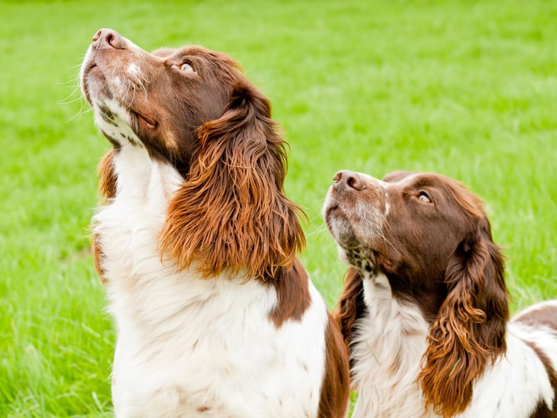 Daisy is the eighth most popular name for a Springer. It comes directly from the flower of the same name, literally meaning 'day's eye'.