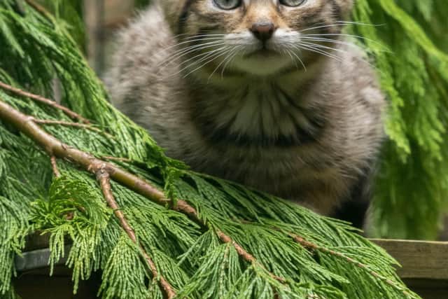 Record breeding year for critically endangered wildcats